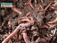 Tablet Screenshot of earthworms.co.za